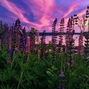 Meet your Posher, Cinda-lee